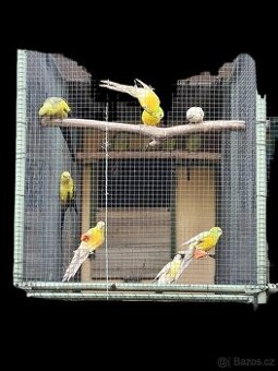 PAPOUŠEK KRÁLOVSKÝ, HORSKÝ A ZPĚVAVÝ