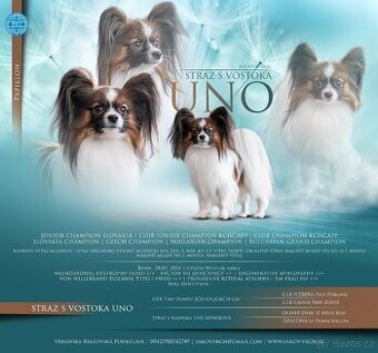 Papillon /krycí pes