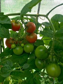 Hledám chatu k pronájmu Plzeň  Rokycany Dobřív, Strašice aj