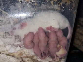 Laboratorní myši a holátka