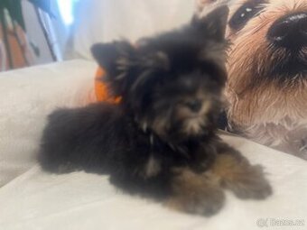 Jorksirsky terier biwier