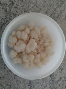 Tibetská kefírová houba