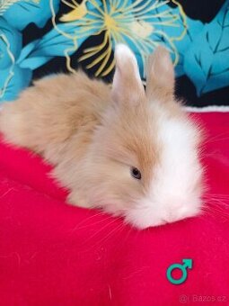 Anglická angora