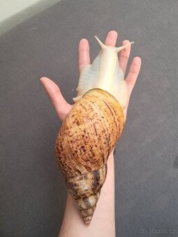 Lissachatina reticulata albino body - africký šnek xxl