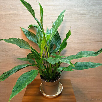 Spathiphyllum Diamond Variegata