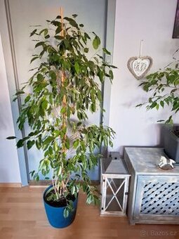 Prodám Fikus benjamina