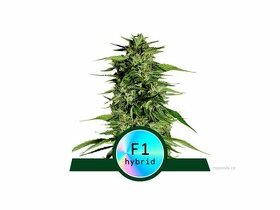 Hyperion F1 hybridní semínko zelené rostliny