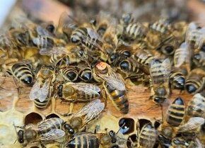 přezimované včelí oddělky , včelstva , včely - 1