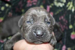 Cane corso