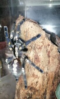 Poecilotheria Metallica 0.1 adult - 1