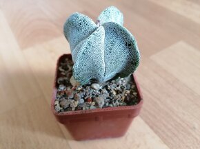 Sbírka 7 kaktusů kaktusy Lophophora a Astrophytum Mexiko USA