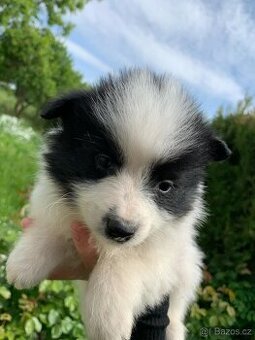 Německý Špic pomerian