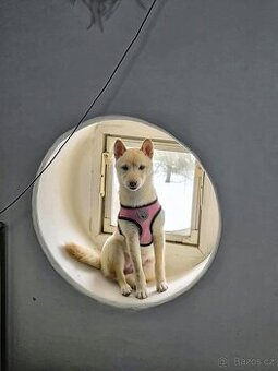 Shiba inu