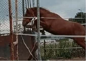 Skokově velmi nadějný dvouletý hřebeček pony .