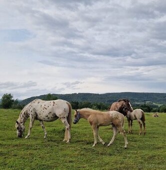 Appaloosa