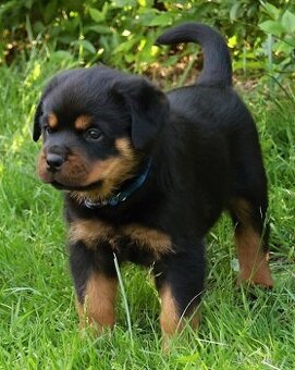 Rotvajler štěně - pejsek, Rottweiler štěně pejsek - 1
