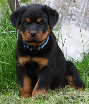 Rotvajler štěně - pejsek, Rottweiler štěně pejsek