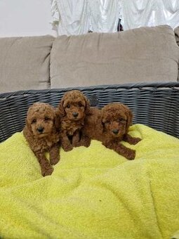 Maltipoo