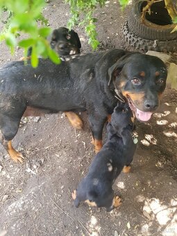 Rotvajler,RTW,Rottweiler,Rotwailer