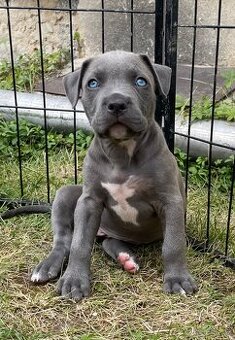 American Bully XL s PP