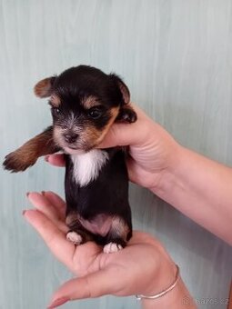 Štěňátka jorkšíra 2 fenky