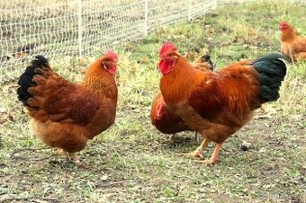 Prodám slepičky a kohouty