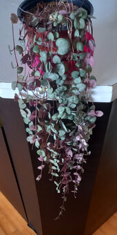 Svícník - Ceropegia