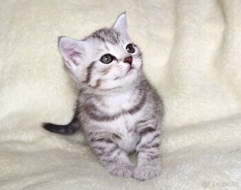 Britská koťátka s PP