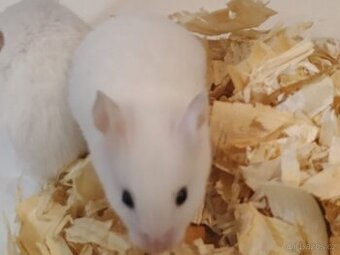 Křeček syrský, sameček - Rezervace