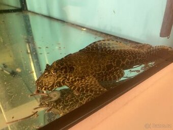 Glyptoper velkoploutvý L 165 - Glyptoperichthys gibbiceps