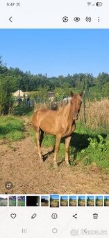 Prodám 2,5 letý valach