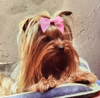 jorkšírský terier krytí hledám