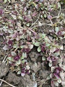 trvalka ajuga reptans-Zběhovec plazivý 'Burgundy Glow'