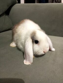 Zakrslý beránek králíček