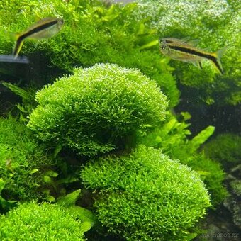 Přebytek akvarijních rostlin - mechy, stonkové, na hladinu