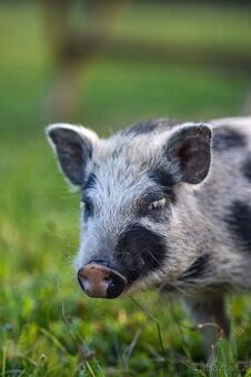 Gottingenské prasátko – kaneček