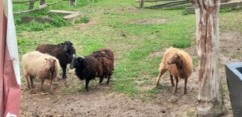 Prodej quasanskych oveček