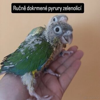 Ručně dokrmené pyrurky zelenolicí