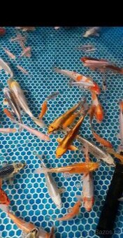Koi Kapři