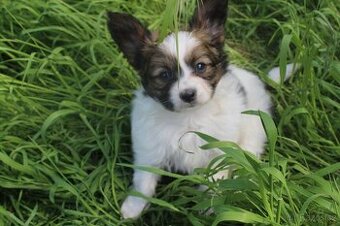 Papillon pejsek s PP - 1