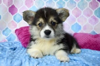 Welsh Corgi Pembroke s PP