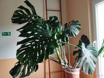 Monstera s velkými listy - 1