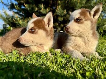 Štěňátka sibiřský Husky