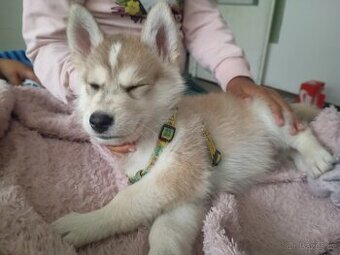 Sibiřský husky s československým vlčákem