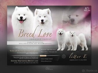 Samojed s PP - 1