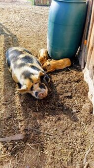 pastevecké prase kune kune