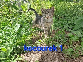 Daruji kocourky 🐱🐱🐱