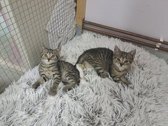 Daruji kocourky 🐱🐱