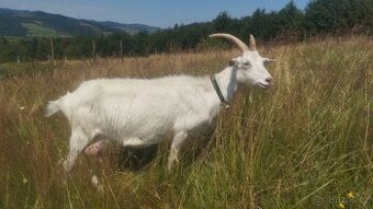 Koza bílá - dojná