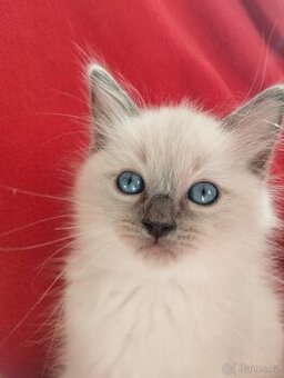 Koťata ragdoll bez PP